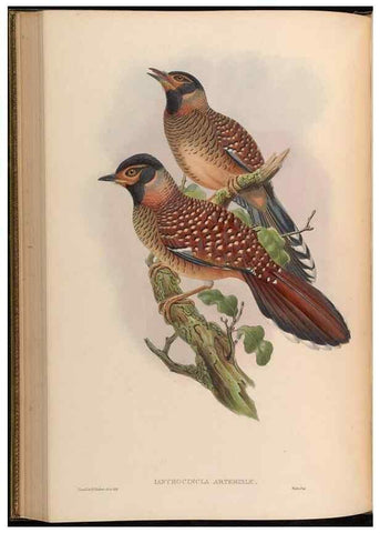 Reproducción/Reproduction 48630181581: Birds of Asia / by John Gould.. London :Printed by Taylor and Francis, pub. by the author,1850-1883.. 