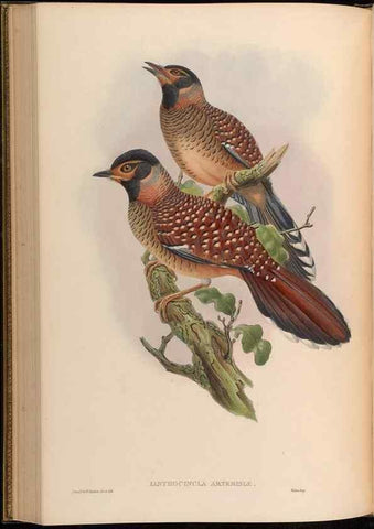 Reproducción/Reproduction 48630181581: Birds of Asia / by John Gould.. London :Printed by Taylor and Francis, pub. by the author,1850-1883.. 