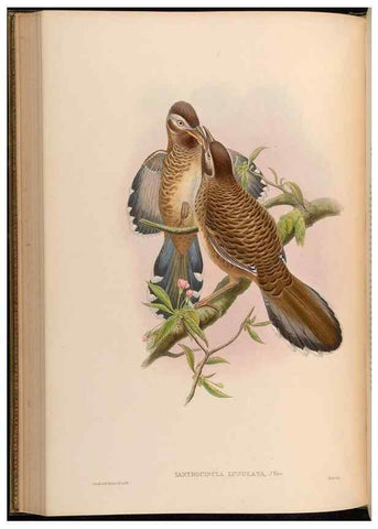 Reproducción/Reproduction 48629828348: Birds of Asia / by John Gould.. London :Printed by Taylor and Francis, pub. by the author,1850-1883.. 