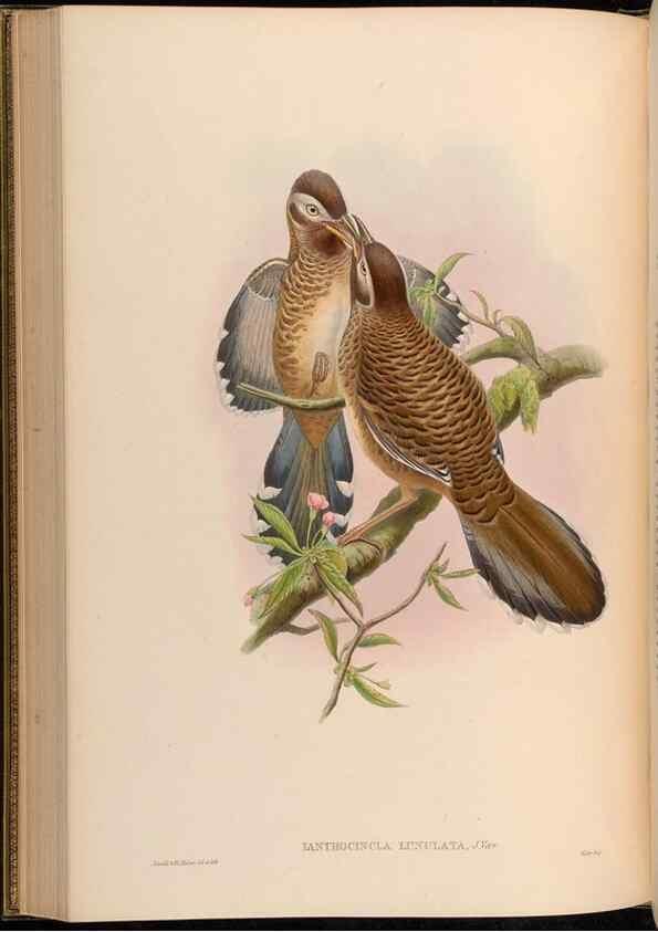 Reproducción/Reproduction 48629828348: Birds of Asia / by John Gould.. London :Printed by Taylor and Francis, pub. by the author,1850-1883.. 