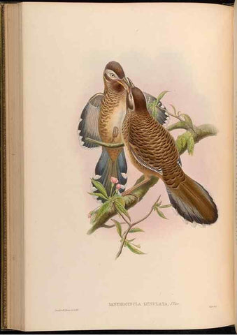 Reproducción/Reproduction 48629828348: Birds of Asia / by John Gould.. London :Printed by Taylor and Francis, pub. by the author,1850-1883.. 