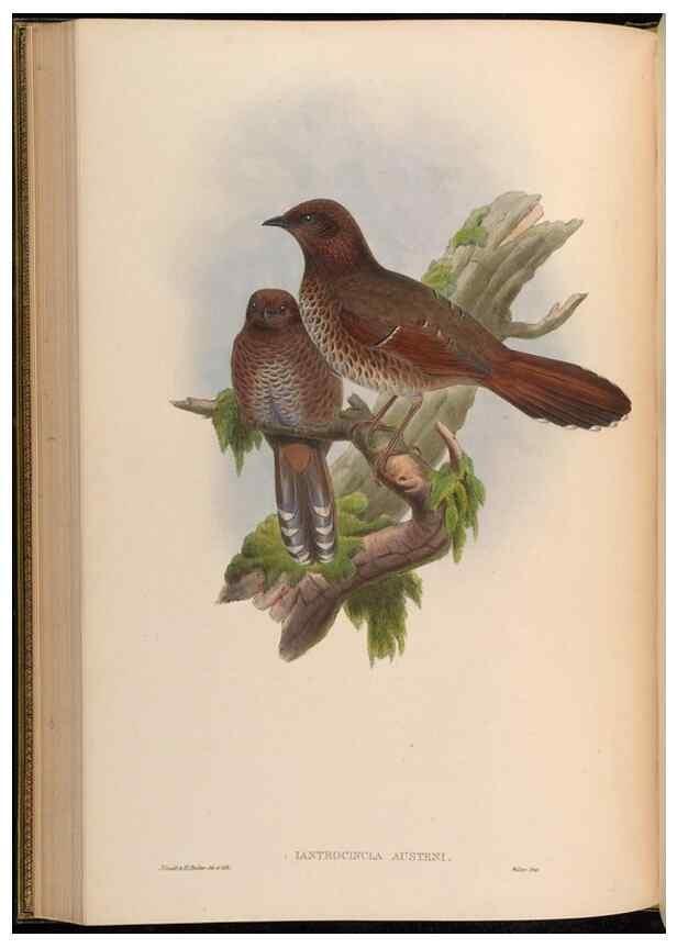 Reproducción/Reproduction 48630182546: Birds of Asia / by John Gould.. London :Printed by Taylor and Francis, pub. by the author,1850-1883.. 