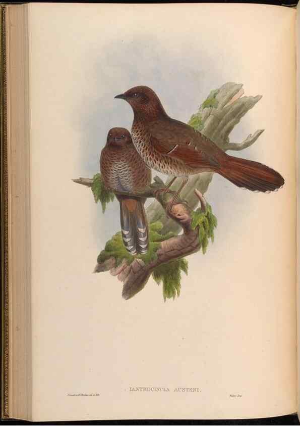 Reproducción/Reproduction 48630182546: Birds of Asia / by John Gould.. London :Printed by Taylor and Francis, pub. by the author,1850-1883.. 