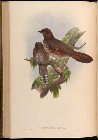 Reproducción/Reproduction 48630182546: Birds of Asia / by John Gould.. London :Printed by Taylor and Francis, pub. by the author,1850-1883.. 