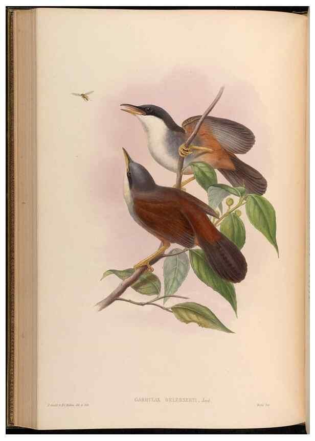 Reproducción/Reproduction 48629829213: Birds of Asia / by John Gould.. London :Printed by Taylor and Francis, pub. by the author,1850-1883.. 