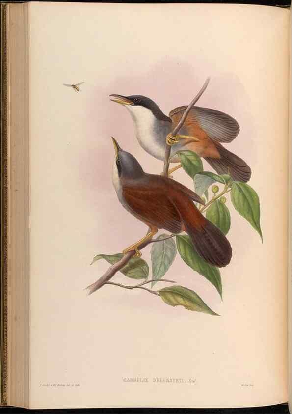 Reproducción/Reproduction 48629829213: Birds of Asia / by John Gould.. London :Printed by Taylor and Francis, pub. by the author,1850-1883.. 