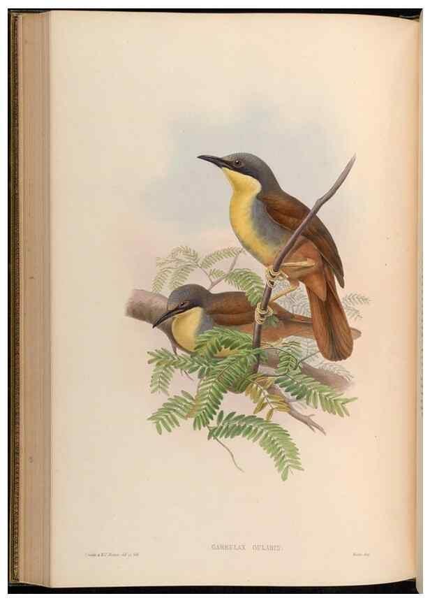 Reproducción/Reproduction 48630336612: Birds of Asia / by John Gould.. London :Printed by Taylor and Francis, pub. by the author,1850-1883.. 