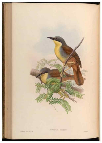 Reproducción/Reproduction 48630336612: Birds of Asia / by John Gould.. London :Printed by Taylor and Francis, pub. by the author,1850-1883.. 