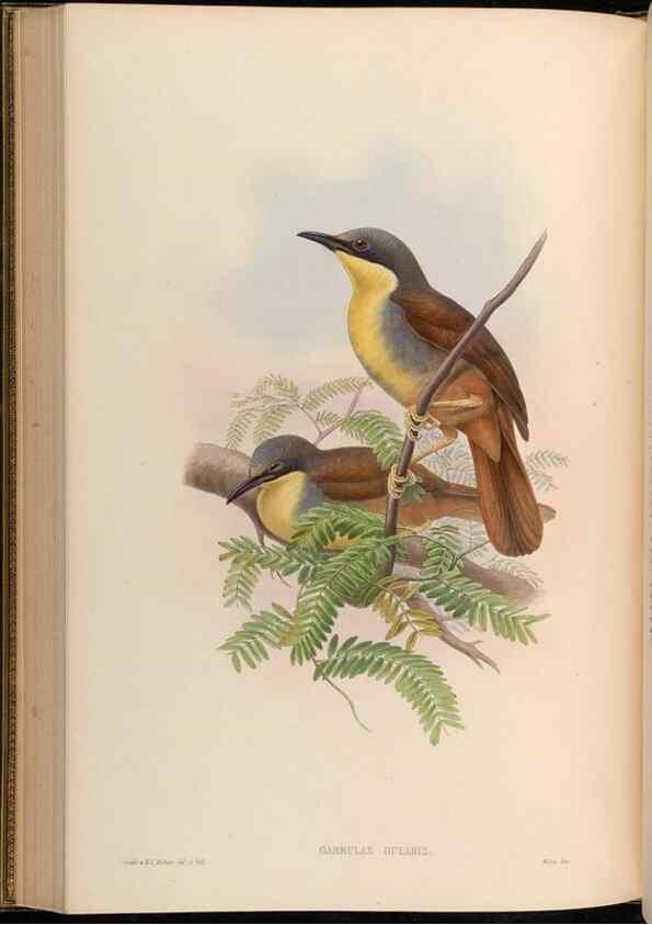 Reproducción/Reproduction 48630336612: Birds of Asia / by John Gould.. London :Printed by Taylor and Francis, pub. by the author,1850-1883.. 