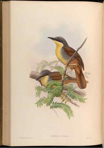 Reproducción/Reproduction 48630336612: Birds of Asia / by John Gould.. London :Printed by Taylor and Francis, pub. by the author,1850-1883.. 