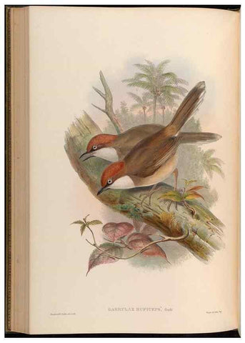 Reproducción/Reproduction 48629830188: Birds of Asia / by John Gould.. London :Printed by Taylor and Francis, pub. by the author,1850-1883.. 