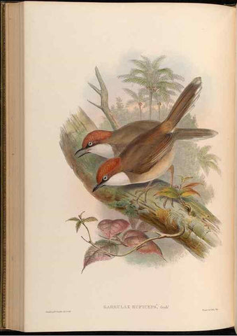 Reproducción/Reproduction 48629830188: Birds of Asia / by John Gould.. London :Printed by Taylor and Francis, pub. by the author,1850-1883.. 