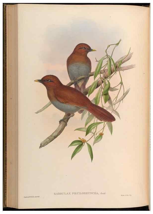 Reproducción/Reproduction 48629830623: Birds of Asia / by John Gould.. London :Printed by Taylor and Francis, pub. by the author,1850-1883.. 