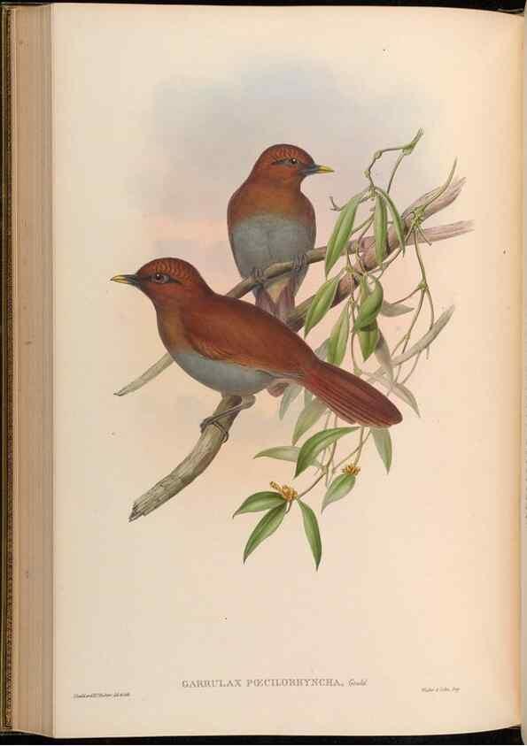 Reproducción/Reproduction 48629830623: Birds of Asia / by John Gould.. London :Printed by Taylor and Francis, pub. by the author,1850-1883.. 