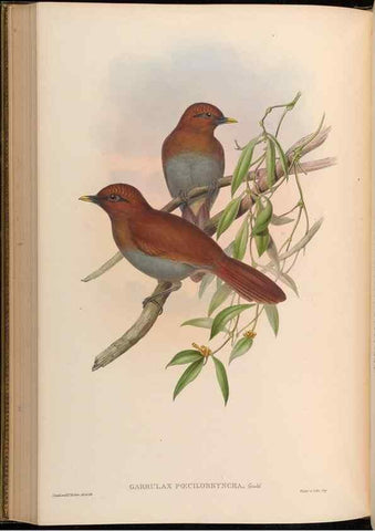 Reproducción/Reproduction 48629830623: Birds of Asia / by John Gould.. London :Printed by Taylor and Francis, pub. by the author,1850-1883.. 