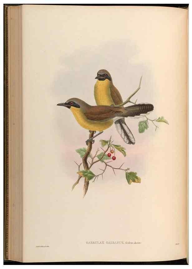 Reproducción/Reproduction 48630184881: Birds of Asia / by John Gould.. London :Printed by Taylor and Francis, pub. by the author,1850-1883.. 