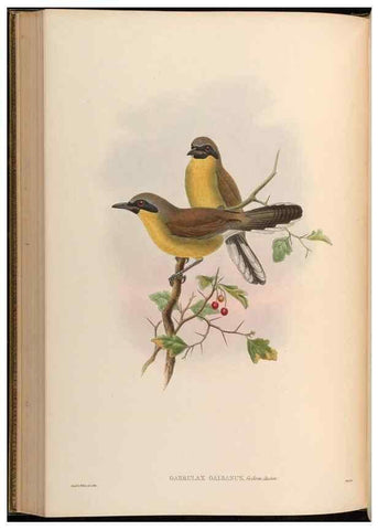 Reproducción/Reproduction 48630184881: Birds of Asia / by John Gould.. London :Printed by Taylor and Francis, pub. by the author,1850-1883.. 