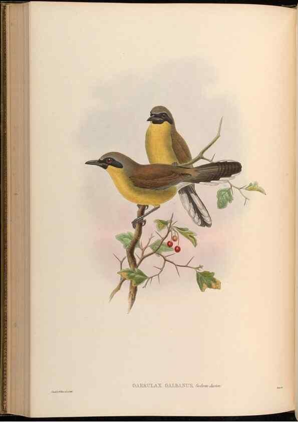 Reproducción/Reproduction 48630184881: Birds of Asia / by John Gould.. London :Printed by Taylor and Francis, pub. by the author,1850-1883.. 