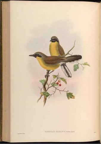 Reproducción/Reproduction 48630184881: Birds of Asia / by John Gould.. London :Printed by Taylor and Francis, pub. by the author,1850-1883.. 