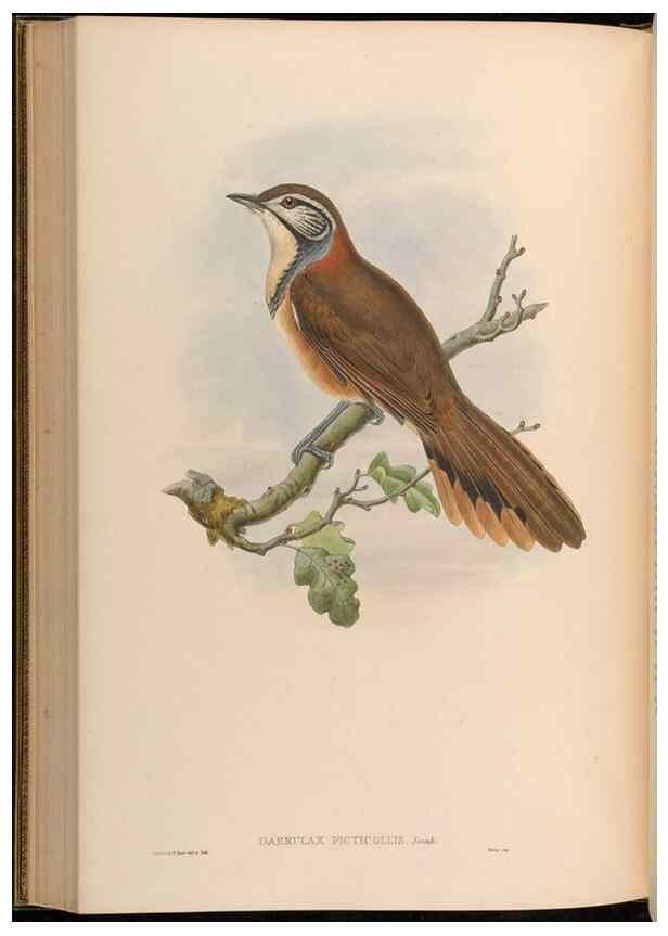 Reproducción/Reproduction 48630185276: Birds of Asia / by John Gould.. London :Printed by Taylor and Francis, pub. by the author,1850-1883.. 