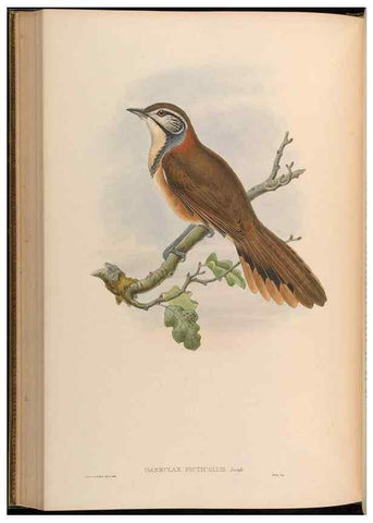 Reproducción/Reproduction 48630185276: Birds of Asia / by John Gould.. London :Printed by Taylor and Francis, pub. by the author,1850-1883.. 