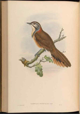 Reproducción/Reproduction 48630185276: Birds of Asia / by John Gould.. London :Printed by Taylor and Francis, pub. by the author,1850-1883.. 