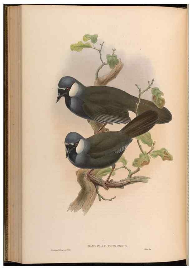 Reproducción/Reproduction 48630338712: Birds of Asia / by John Gould.. London :Printed by Taylor and Francis, pub. by the author,1850-1883.. 