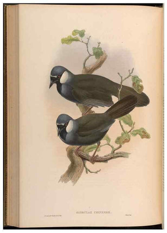 Reproducción/Reproduction 48630338712: Birds of Asia / by John Gould.. London :Printed by Taylor and Francis, pub. by the author,1850-1883.. 