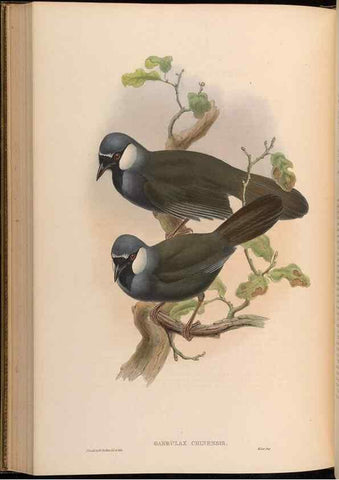 Reproducción/Reproduction 48630338712: Birds of Asia / by John Gould.. London :Printed by Taylor and Francis, pub. by the author,1850-1883.. 