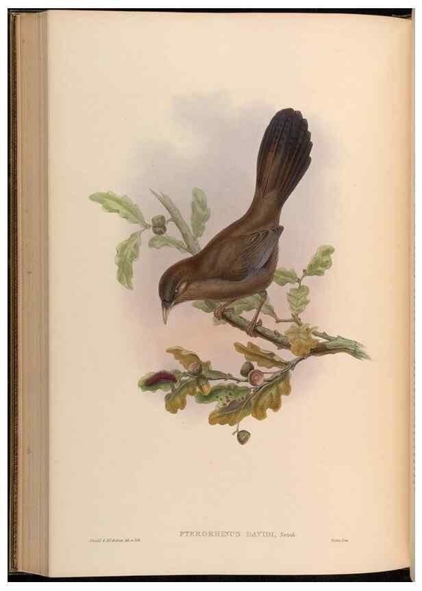 Reproducción/Reproduction 48629832168: Birds of Asia / by John Gould.. London :Printed by Taylor and Francis, pub. by the author,1850-1883.. 