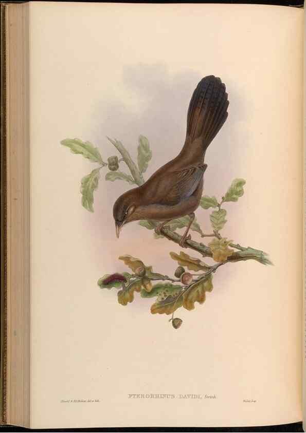 Reproducción/Reproduction 48629832168: Birds of Asia / by John Gould.. London :Printed by Taylor and Francis, pub. by the author,1850-1883.. 