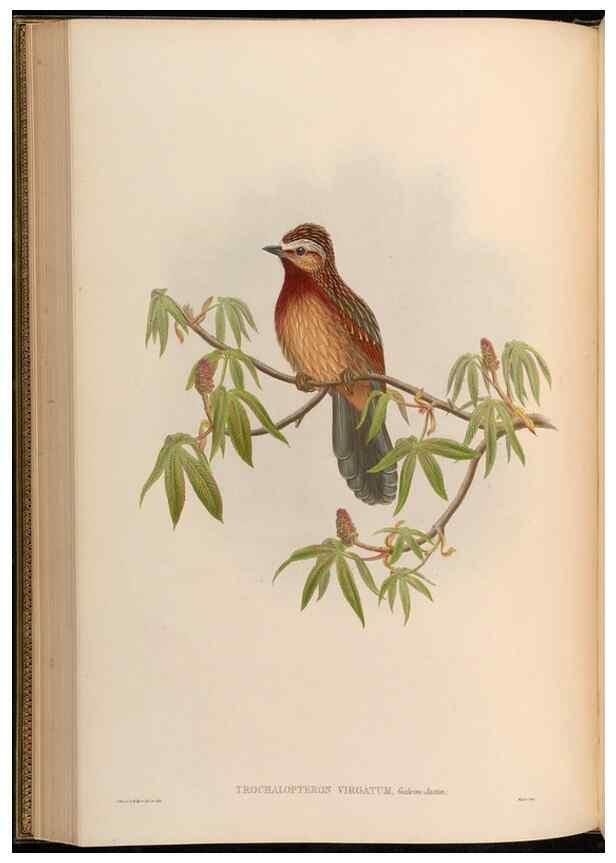 Reproducción/Reproduction 48629825693: Birds of Asia / by John Gould.. London :Printed by Taylor and Francis, pub. by the author,1850-1883.. 