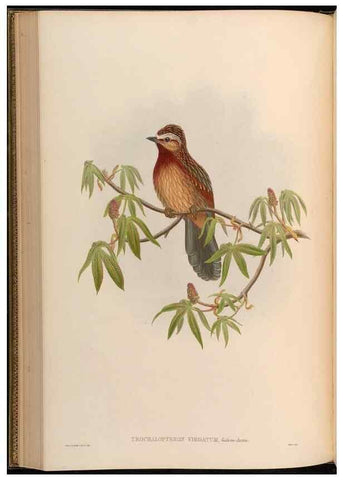 Reproducción/Reproduction 48629825693: Birds of Asia / by John Gould.. London :Printed by Taylor and Francis, pub. by the author,1850-1883.. 