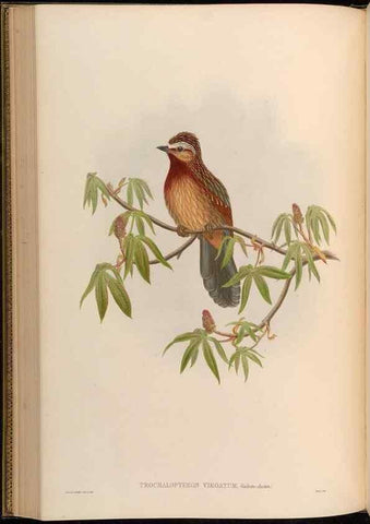 Reproducción/Reproduction 48629825693: Birds of Asia / by John Gould.. London :Printed by Taylor and Francis, pub. by the author,1850-1883.. 