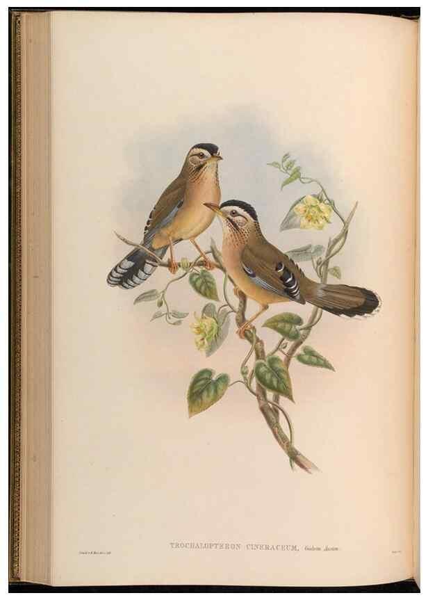 Reproducción/Reproduction 48630332262: Birds of Asia / by John Gould.. London :Printed by Taylor and Francis, pub. by the author,1850-1883.. 