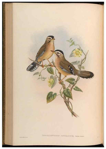 Reproducción/Reproduction 48630332262: Birds of Asia / by John Gould.. London :Printed by Taylor and Francis, pub. by the author,1850-1883.. 