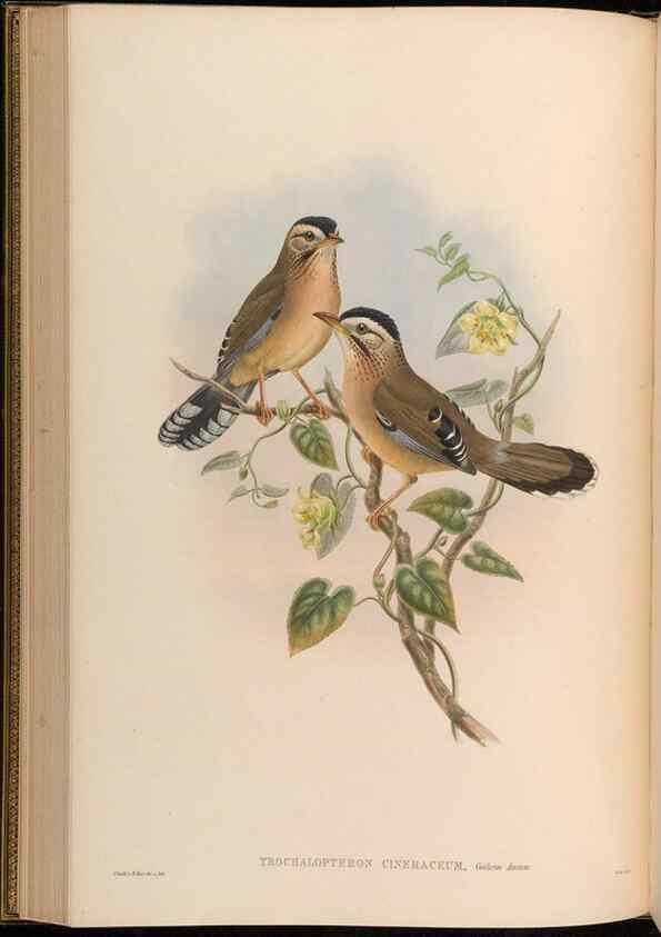 Reproducción/Reproduction 48630332262: Birds of Asia / by John Gould.. London :Printed by Taylor and Francis, pub. by the author,1850-1883.. 