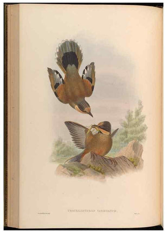Reproducción/Reproduction 48630178476: Birds of Asia / by John Gould.. London :Printed by Taylor and Francis, pub. by the author,1850-1883.. 