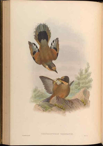 Reproducción/Reproduction 48630178476: Birds of Asia / by John Gould.. London :Printed by Taylor and Francis, pub. by the author,1850-1883.. 