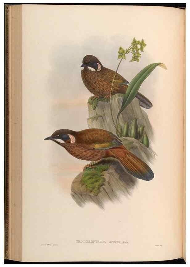 Reproducción/Reproduction 48630178001: Birds of Asia / by John Gould.. London :Printed by Taylor and Francis, pub. by the author,1850-1883.. 