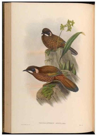 Reproducción/Reproduction 48630178001: Birds of Asia / by John Gould.. London :Printed by Taylor and Francis, pub. by the author,1850-1883.. 