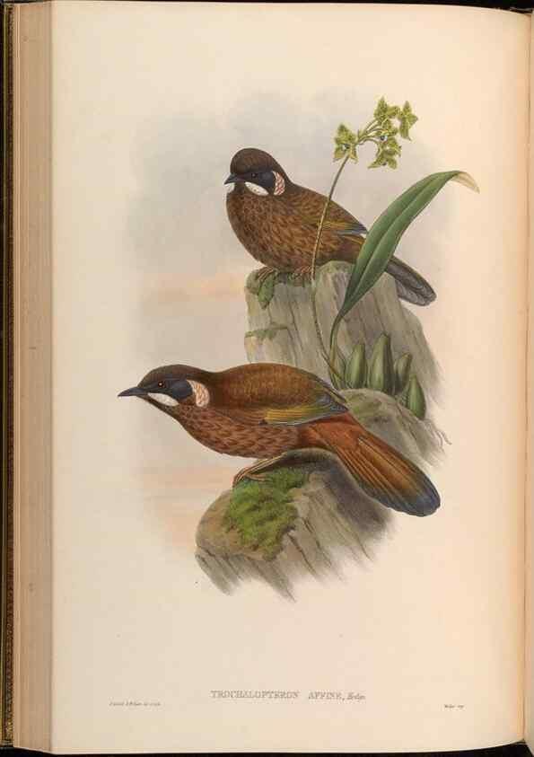 Reproducción/Reproduction 48630178001: Birds of Asia / by John Gould.. London :Printed by Taylor and Francis, pub. by the author,1850-1883.. 