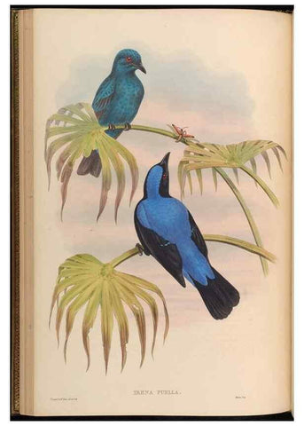 Reproducción/Reproduction 48630324137: Birds of Asia / by John Gould.. London :Printed by Taylor and Francis, pub. by the author,1850-1883.. 