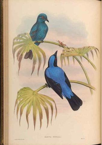 Reproducción/Reproduction 48630324137: Birds of Asia / by John Gould.. London :Printed by Taylor and Francis, pub. by the author,1850-1883.. 