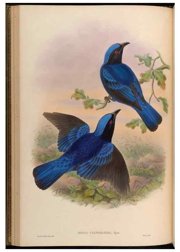 Reproducción/Reproduction 48630171271: Birds of Asia / by John Gould.. London :Printed by Taylor and Francis, pub. by the author,1850-1883.. 