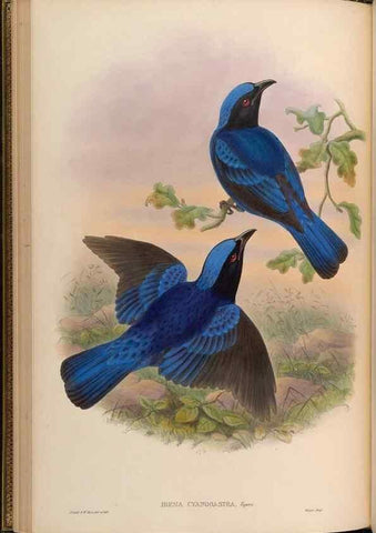 Reproducción/Reproduction 48630171271: Birds of Asia / by John Gould.. London :Printed by Taylor and Francis, pub. by the author,1850-1883.. 