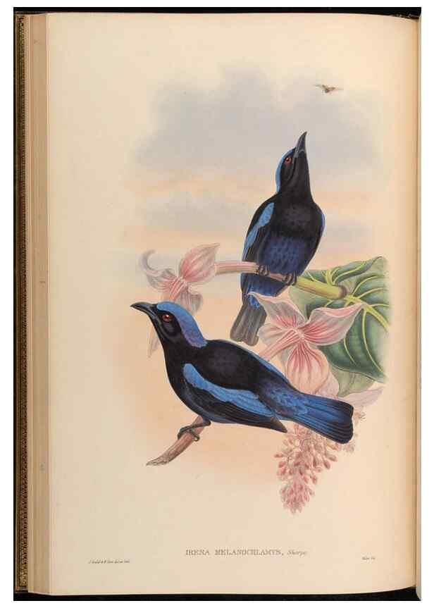 Reproducción/Reproduction 48630325047: Birds of Asia / by John Gould.. London :Printed by Taylor and Francis, pub. by the author,1850-1883.. 