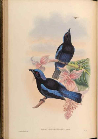 Reproducción/Reproduction 48630325047: Birds of Asia / by John Gould.. London :Printed by Taylor and Francis, pub. by the author,1850-1883.. 