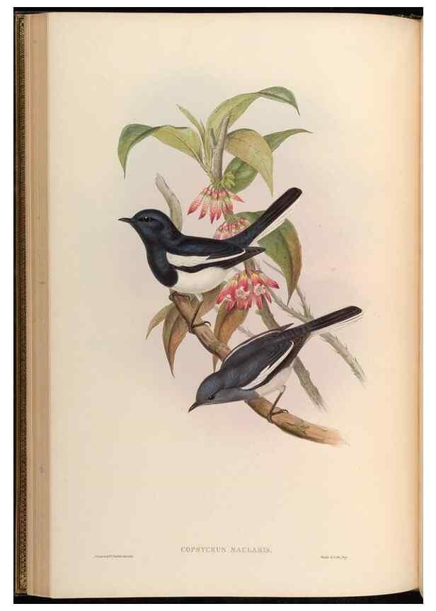 Reproducción/Reproduction 48630325402: Birds of Asia / by John Gould.. London :Printed by Taylor and Francis, pub. by the author,1850-1883.. 