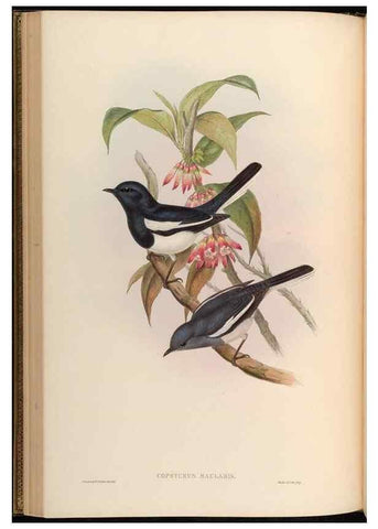 Reproducción/Reproduction 48630325402: Birds of Asia / by John Gould.. London :Printed by Taylor and Francis, pub. by the author,1850-1883.. 